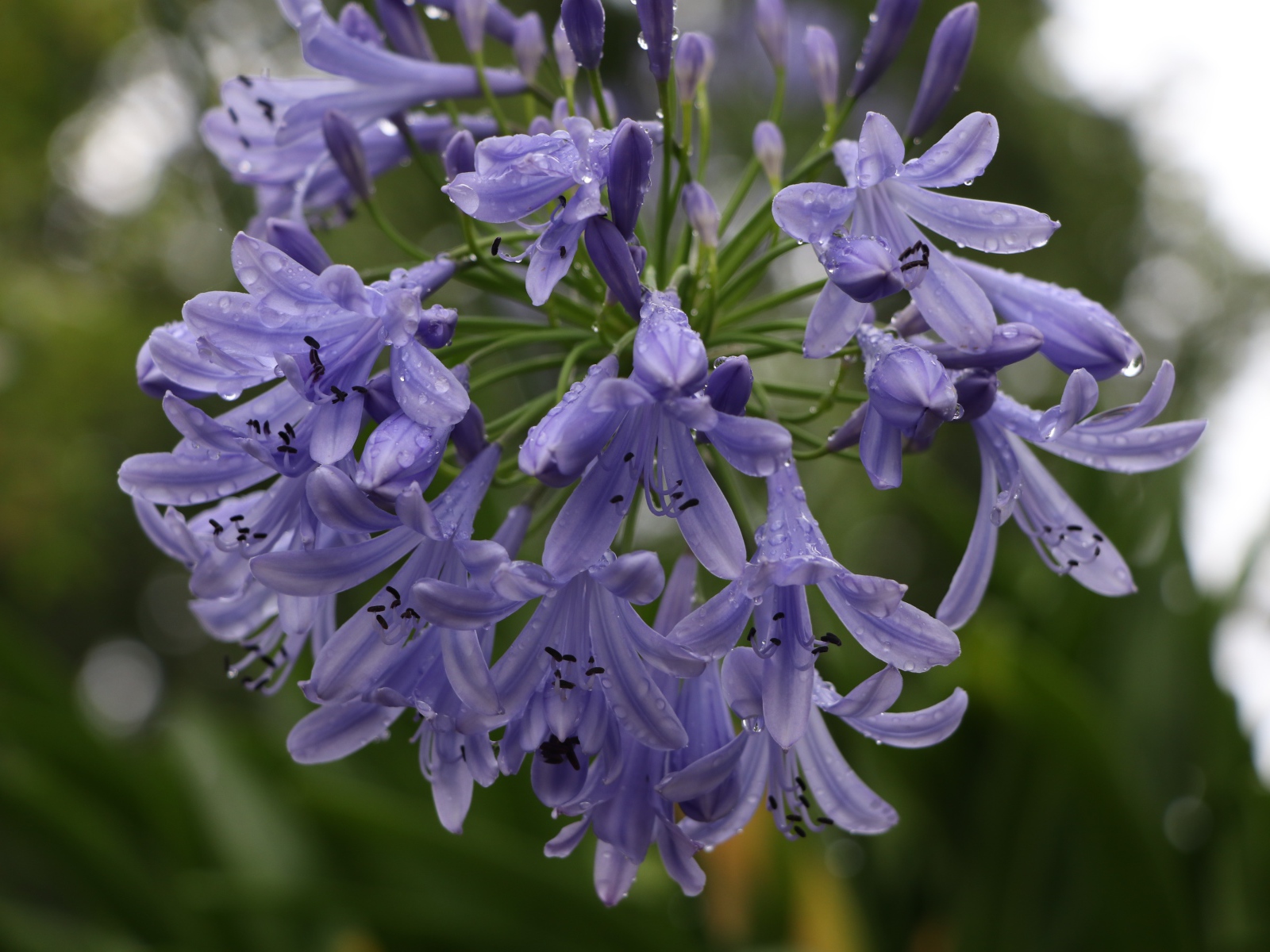 Красивые цветы Агапантус в каплях росы