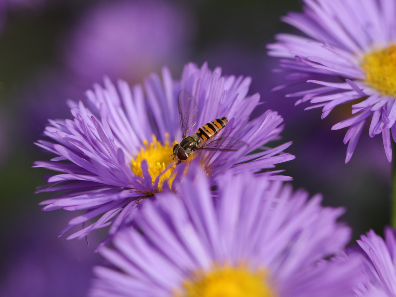 Красивые цветы астры на клумбе 