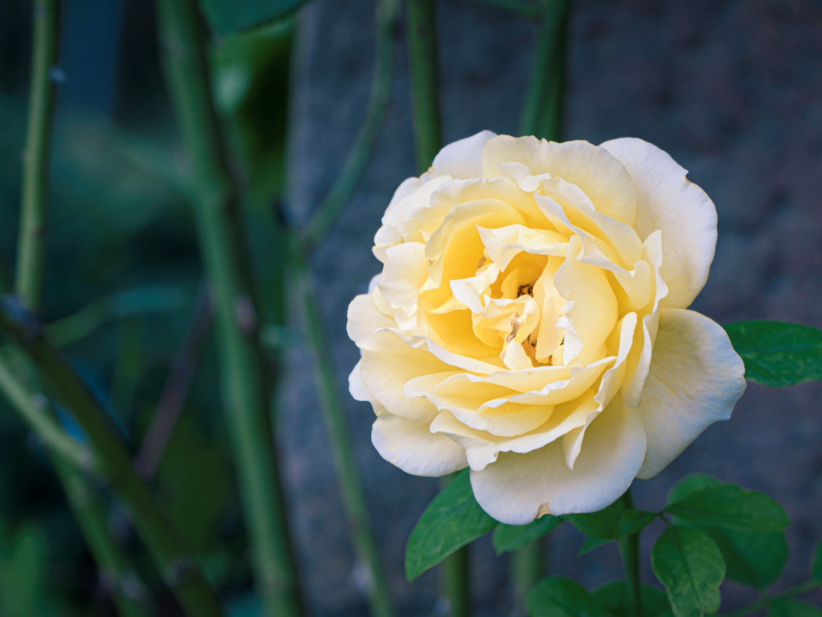 Красивая нежная белая роза крупным планом 