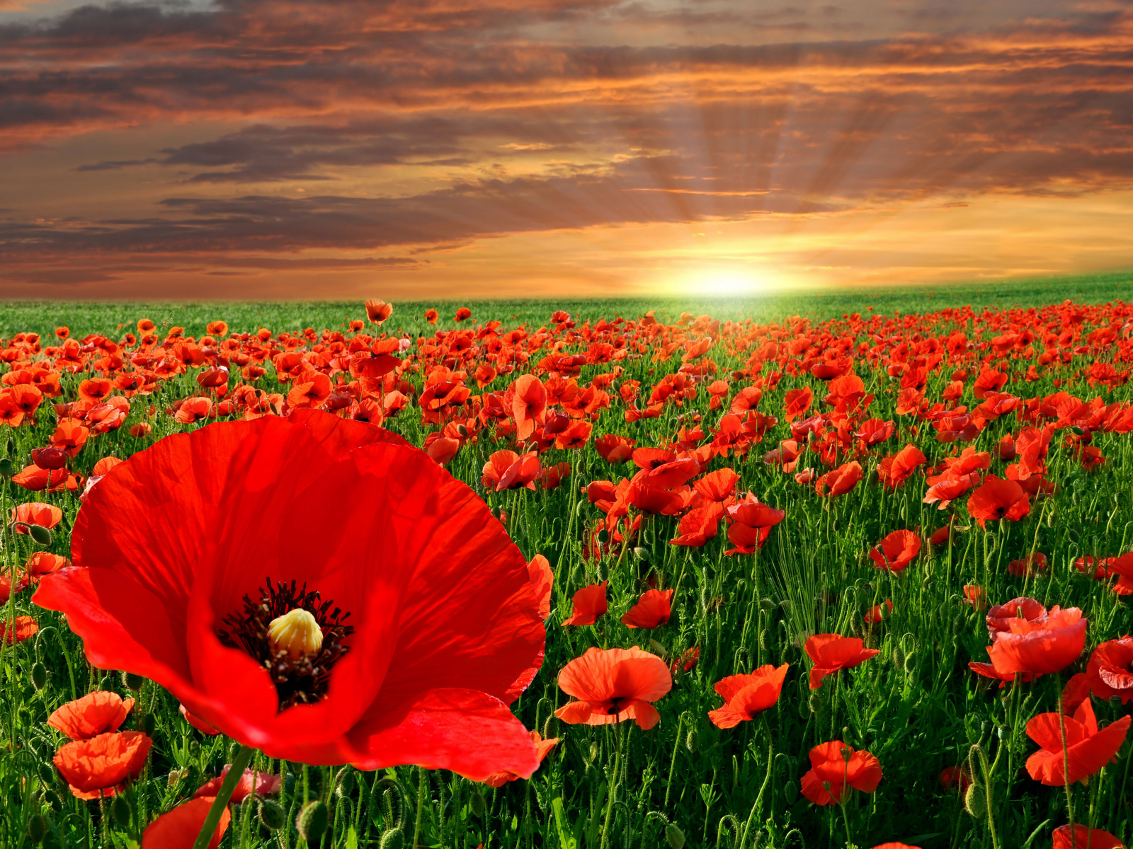 Красивое поле ярких красных маком в лучах солнца на закате