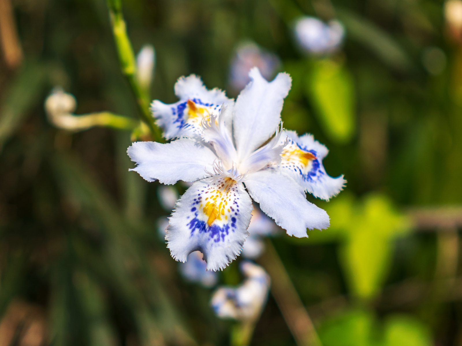 Красивый цветок ириса в лучах солнца на клумбе 