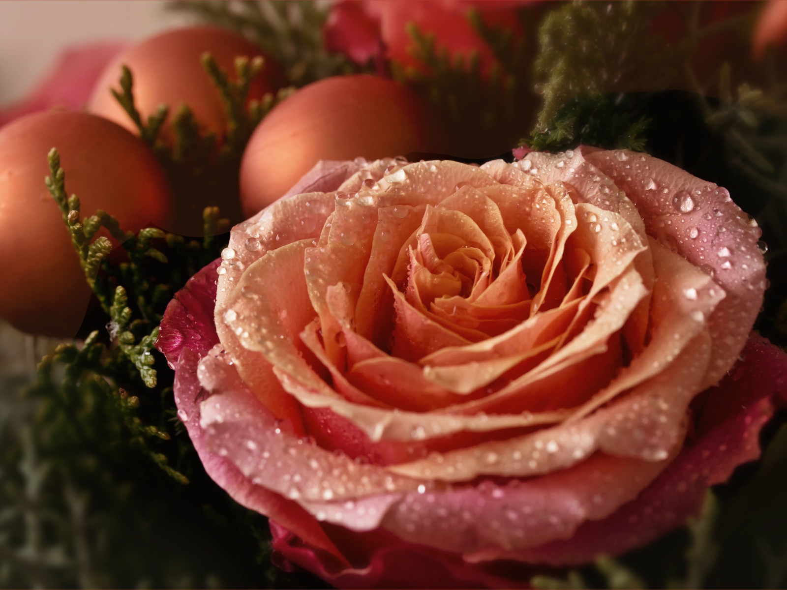 Красивая розовая роза в каплях росы с шарами 