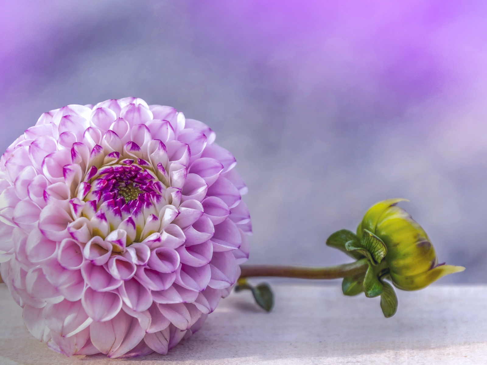 Красивый пурпурный цветок георгина с бутоном