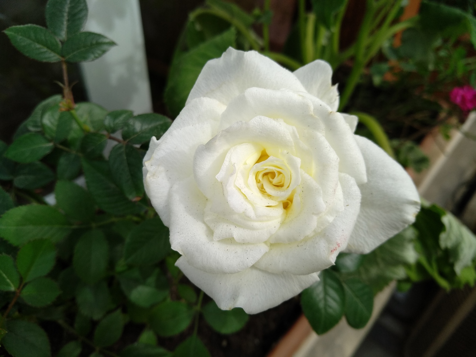 Красивый белый цветок розы крупным планом