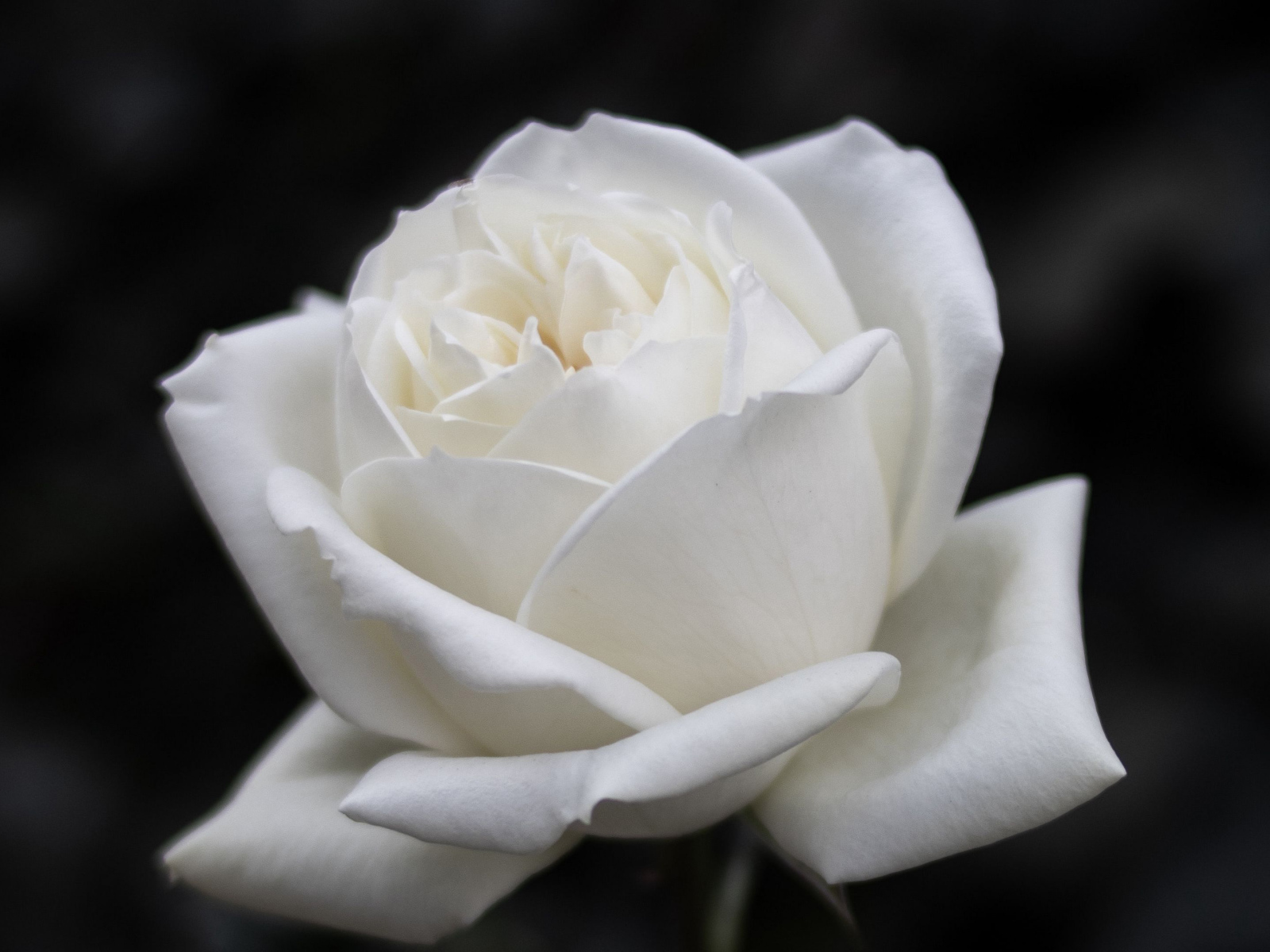 Красивый белый цветок розы на черном фоне 
