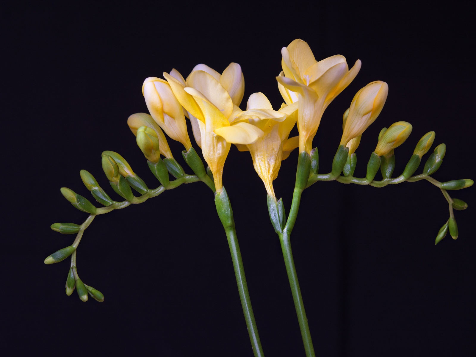 Красивый желтый цветок фрезии с бутонами на черном фоне 