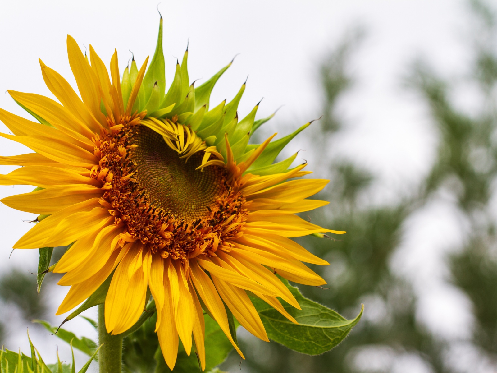 Красивый желтый подсолнух на огороде
