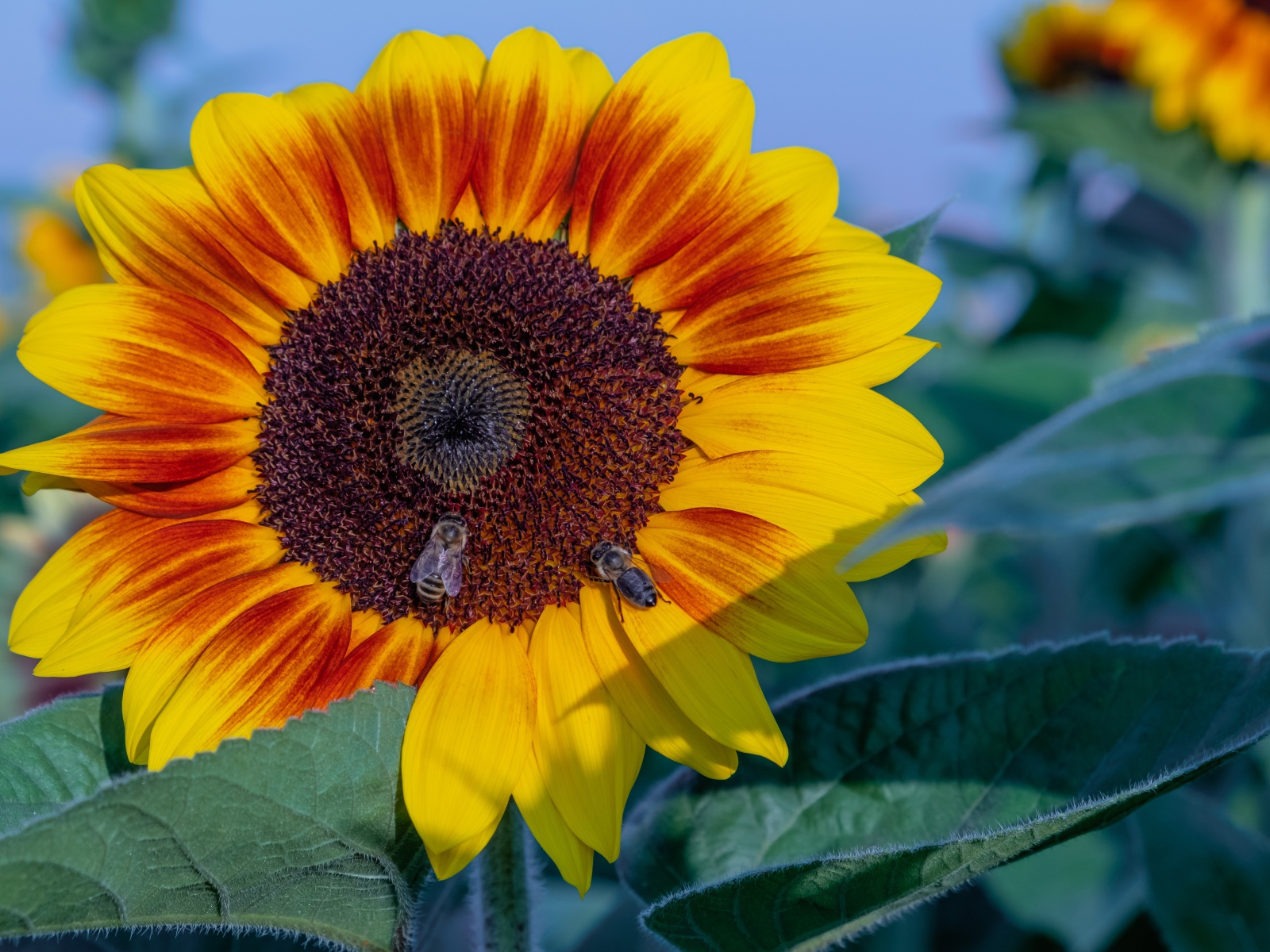 Большой красивый цветок подсолнуха с пчелами