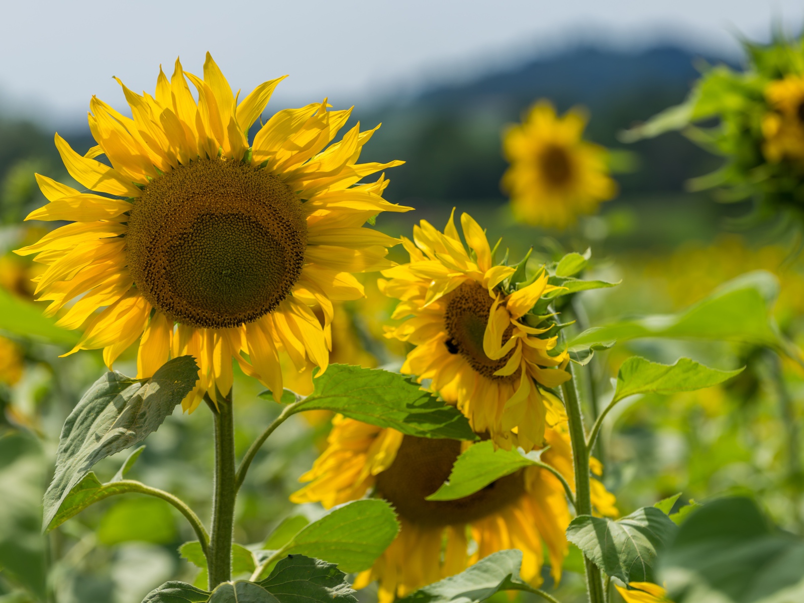 Цветущие желтые подсолнухи с зелеными листьями на поле
