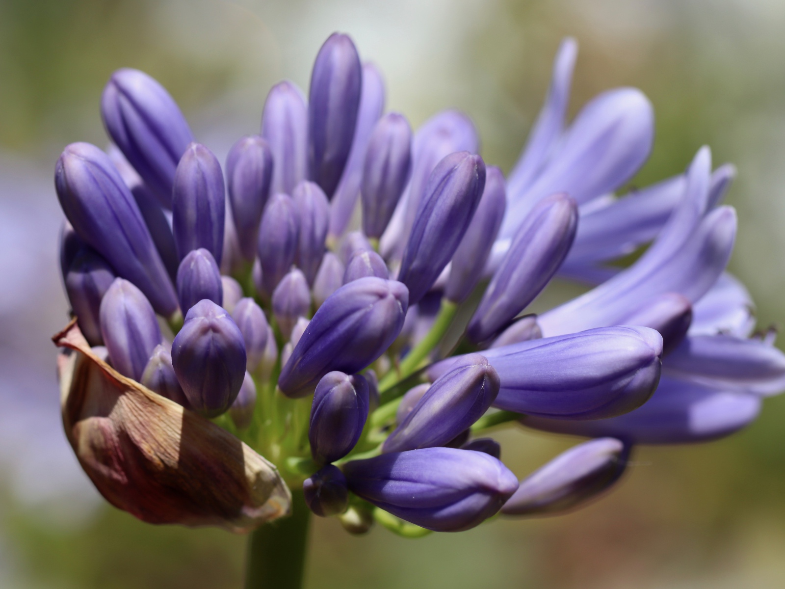 Синий цветок Агапантус распускается