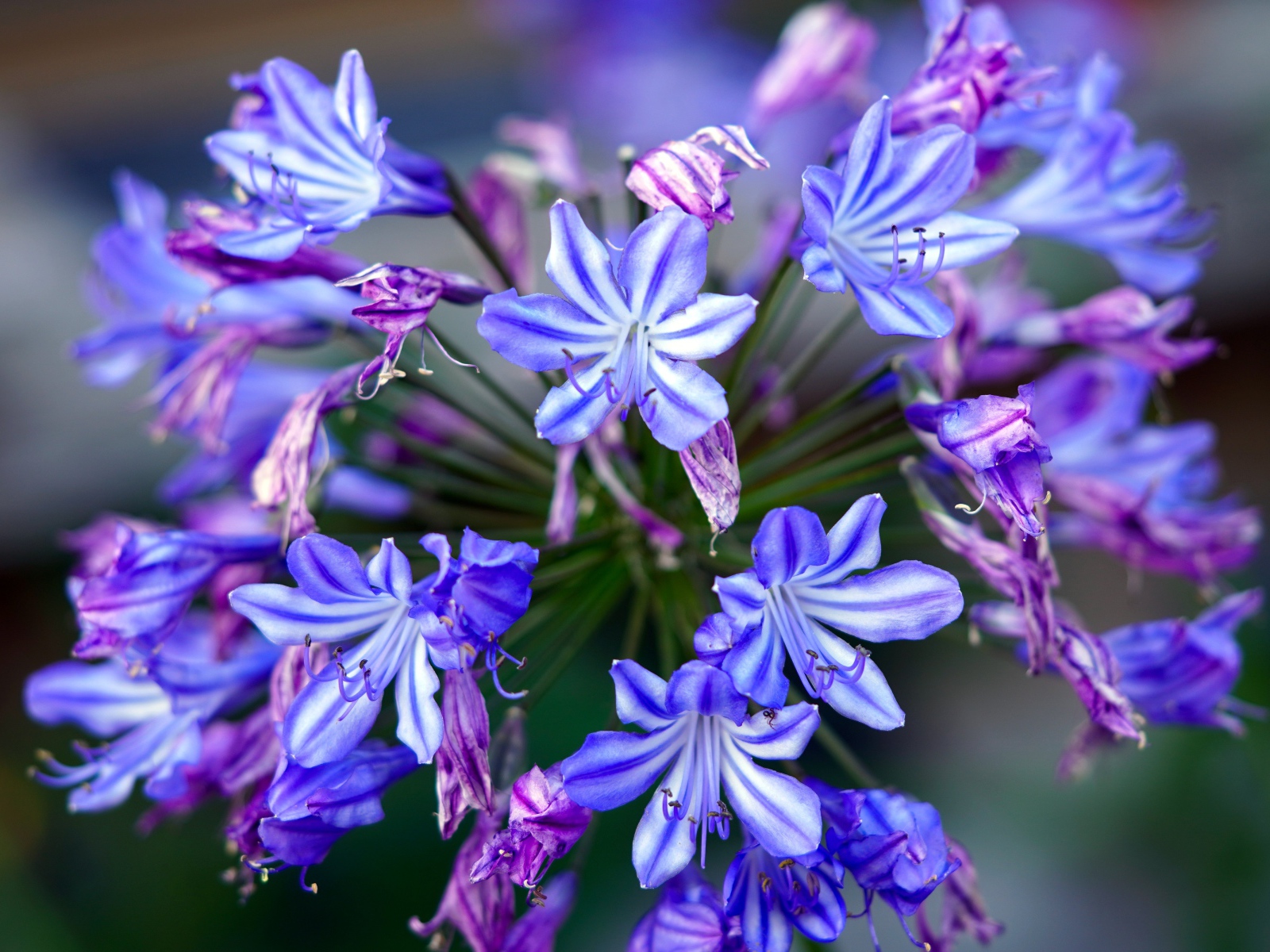 Голубые цветы агапантус крупным планом 