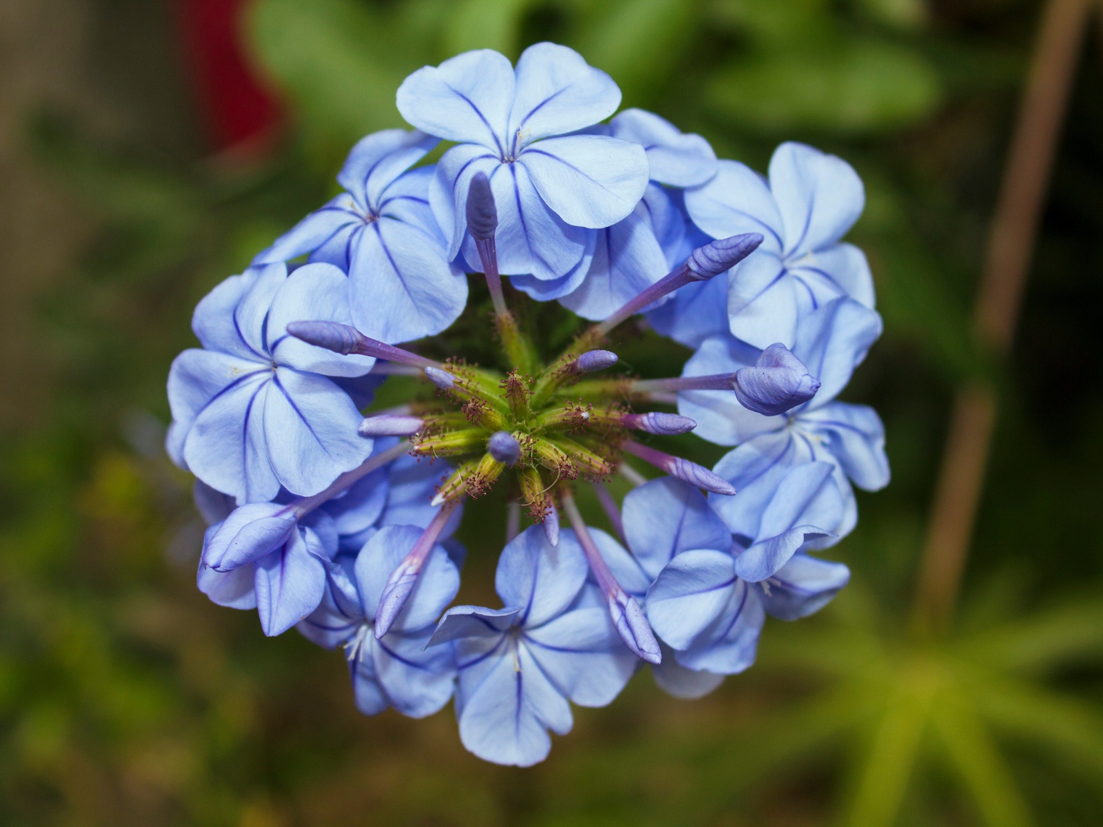 Голубой цветок плюмбаго крупным планом