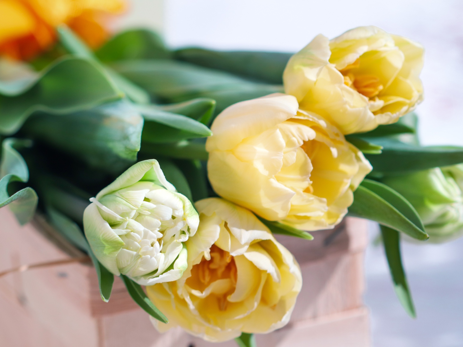 Букет нежных кремовых тюльпанов на столе