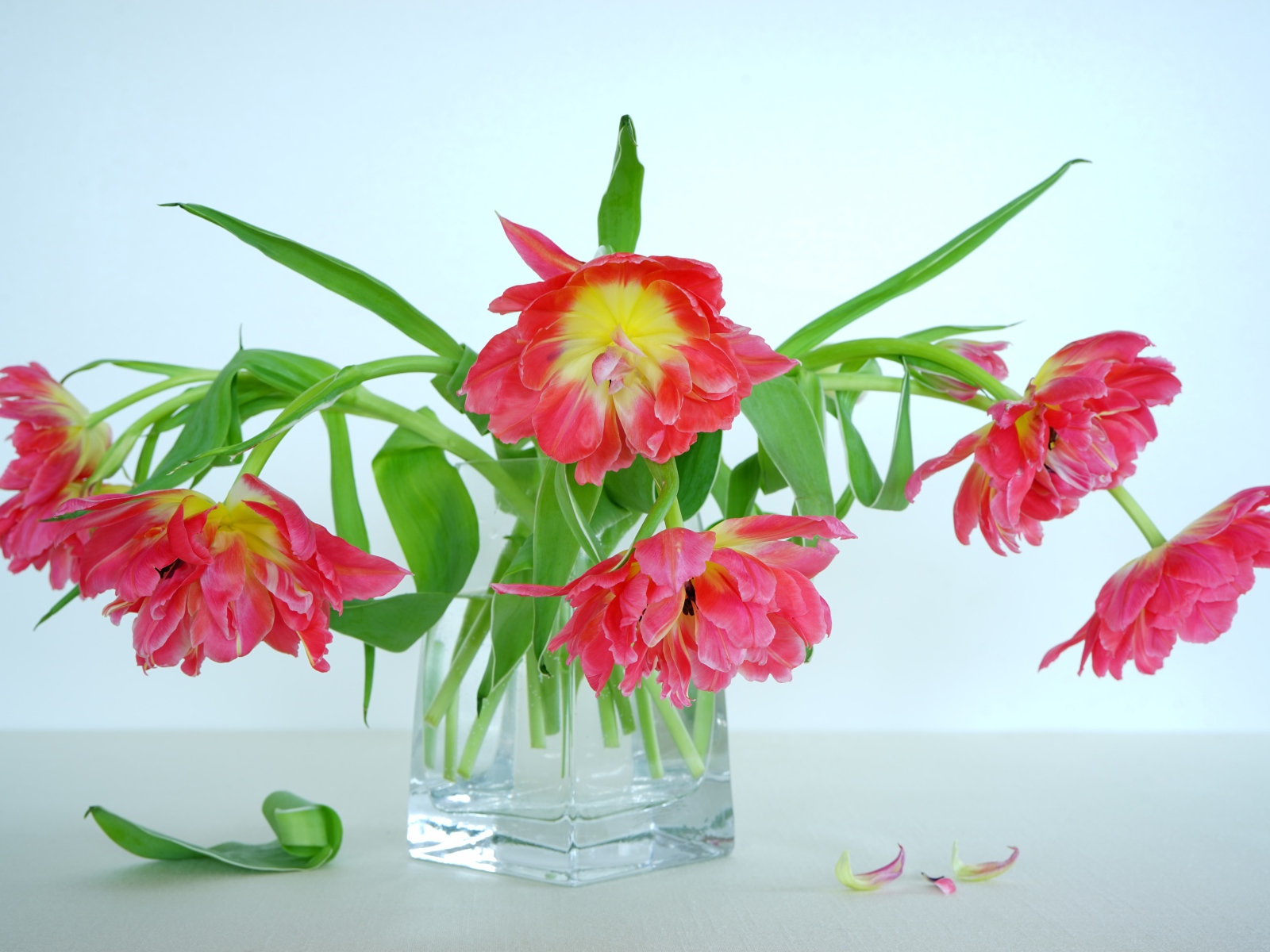 Букет розовых тюльпанов в стеклянной вазе на сером фоне