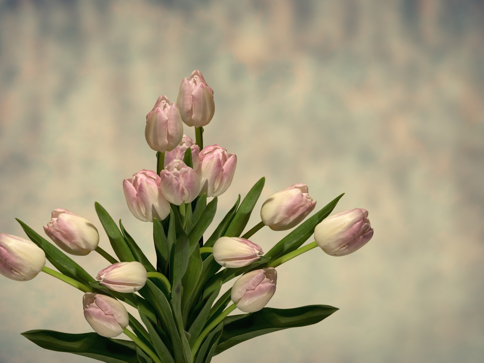 Букет розовых тюльпанов с зелеными листьями на сером фоне 