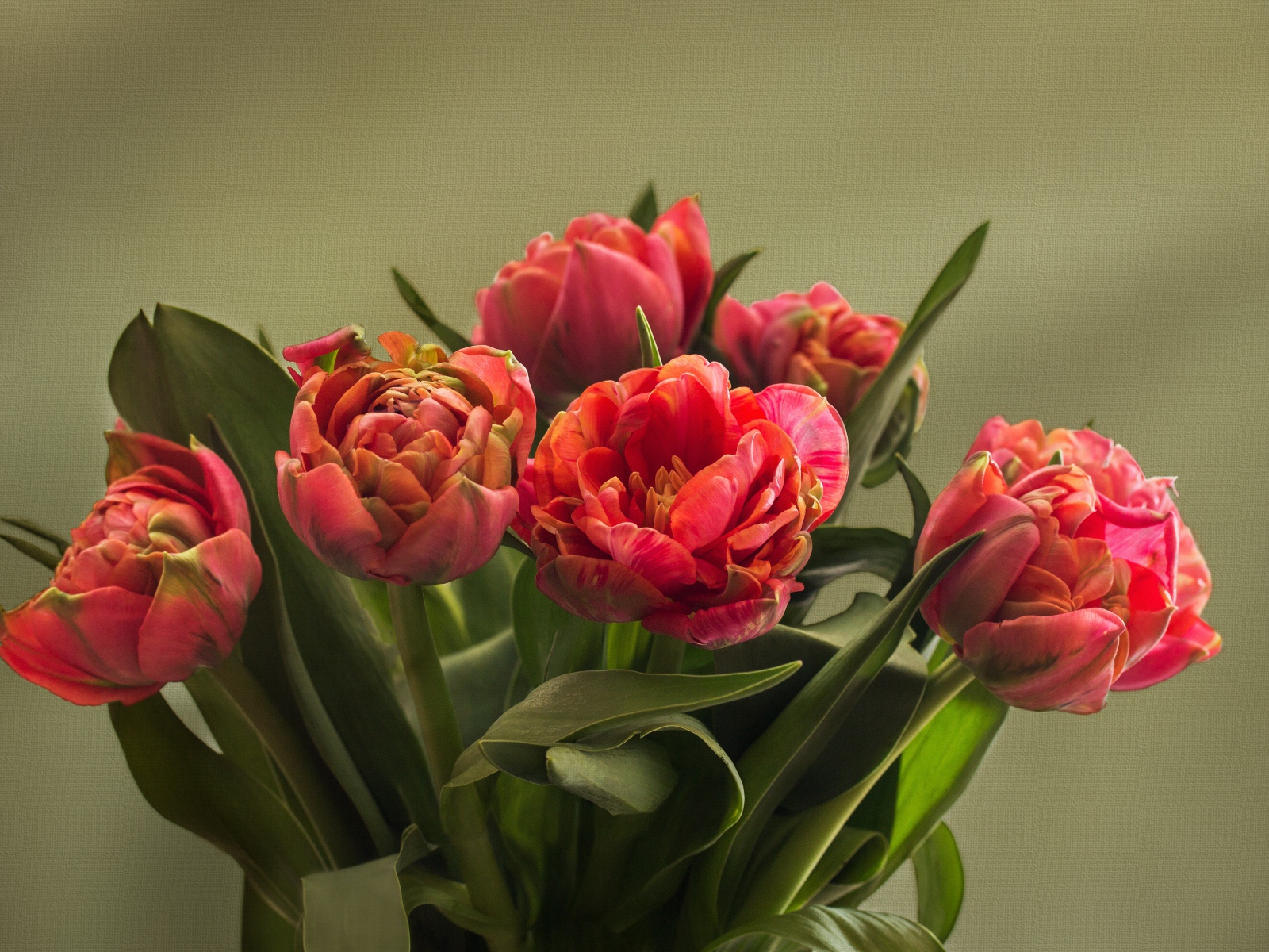 Букет красных тюльпанов с зелеными листьями