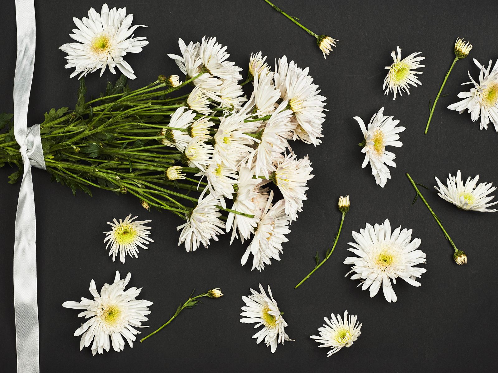 Букет белых хризантем на черном фоне