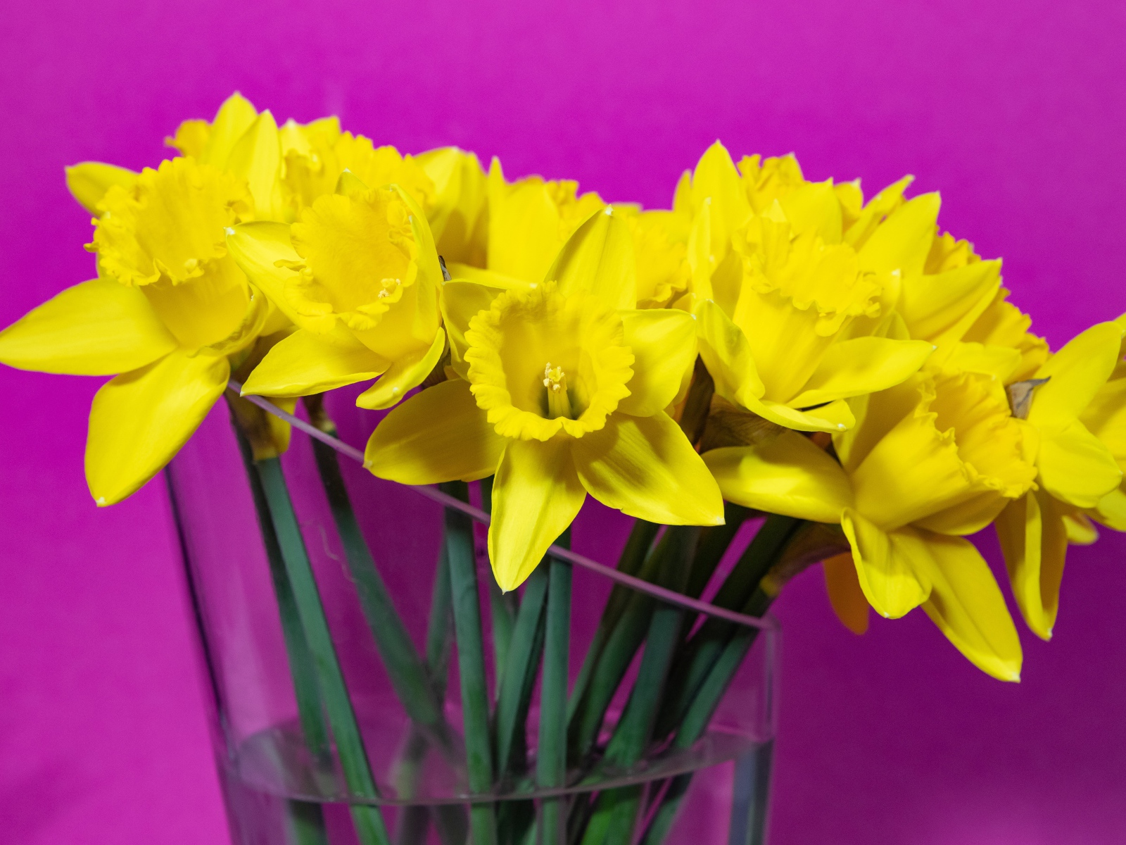Букет желтых цветов нарцисса в стеклянной вазе на сиреневом фоне