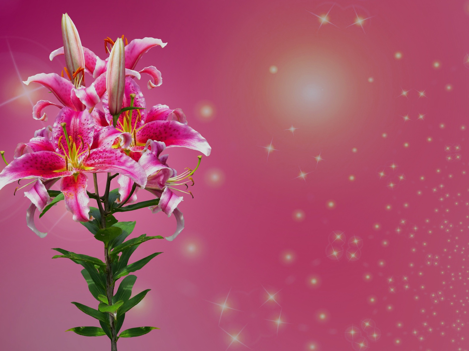 Ветка цветов лилии на розовом фоне 