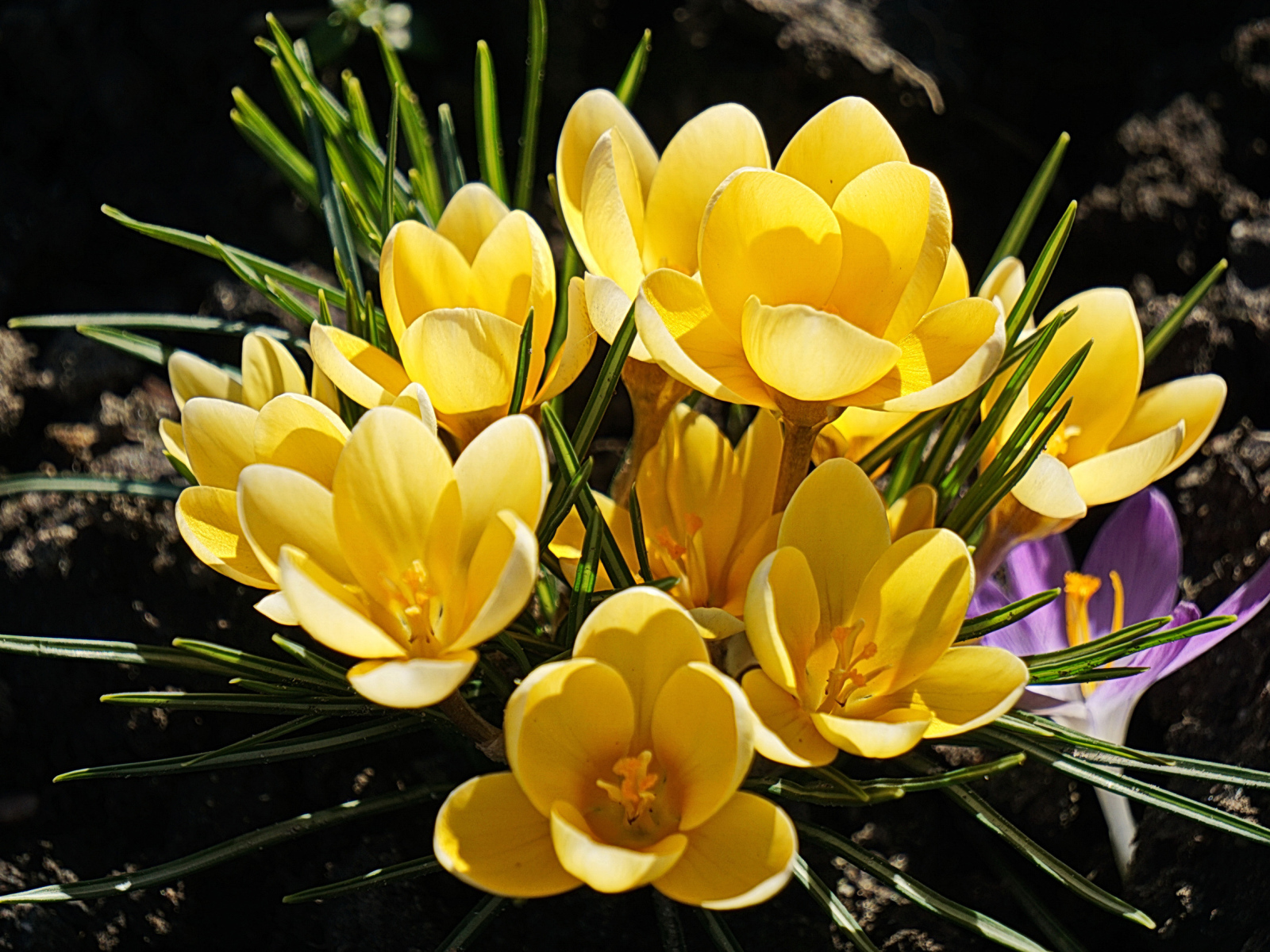 Куст маленьких желтых цветов крокуса на клумбе 