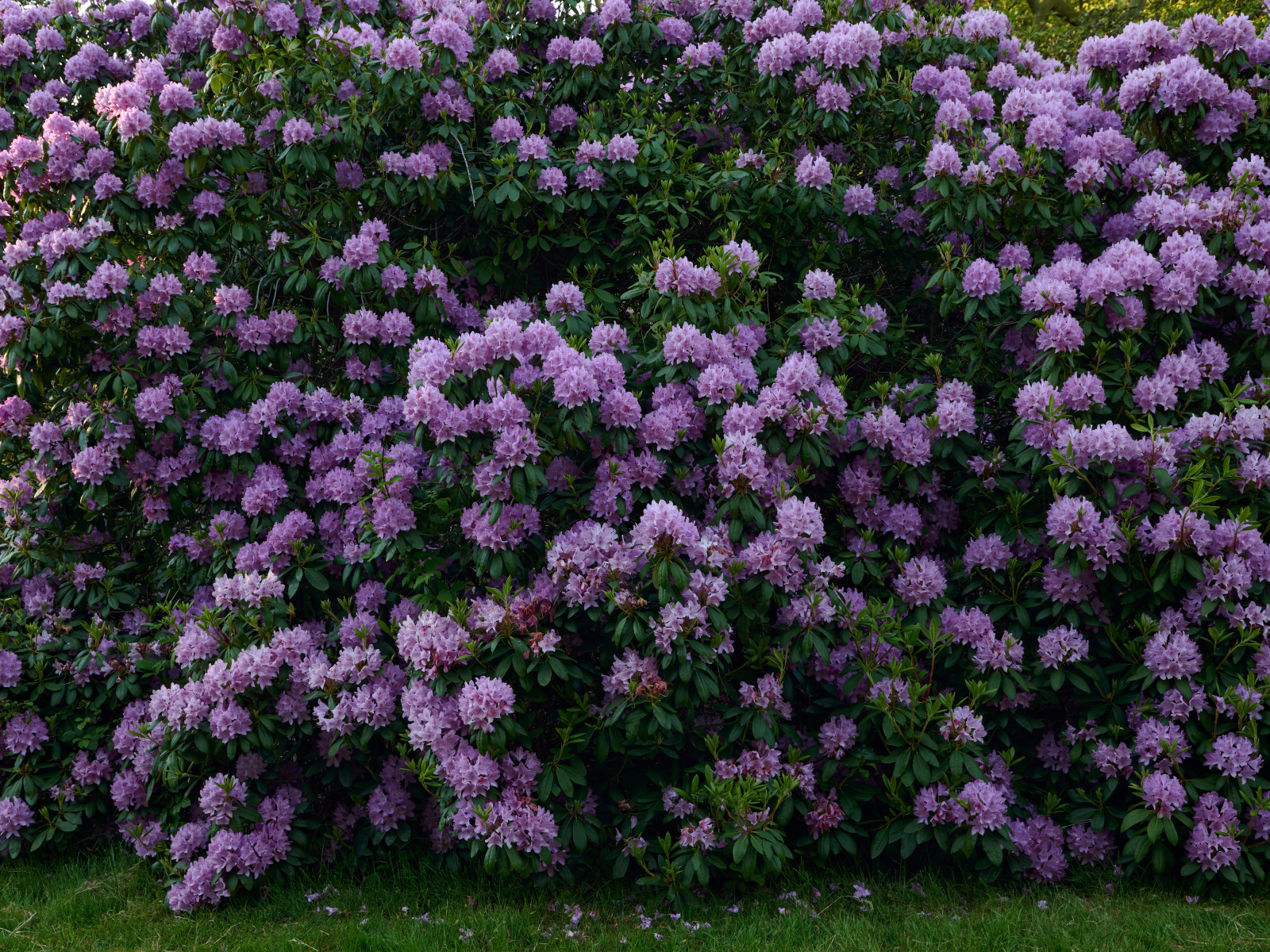 Куст с сиреневыми цветами рододендрона