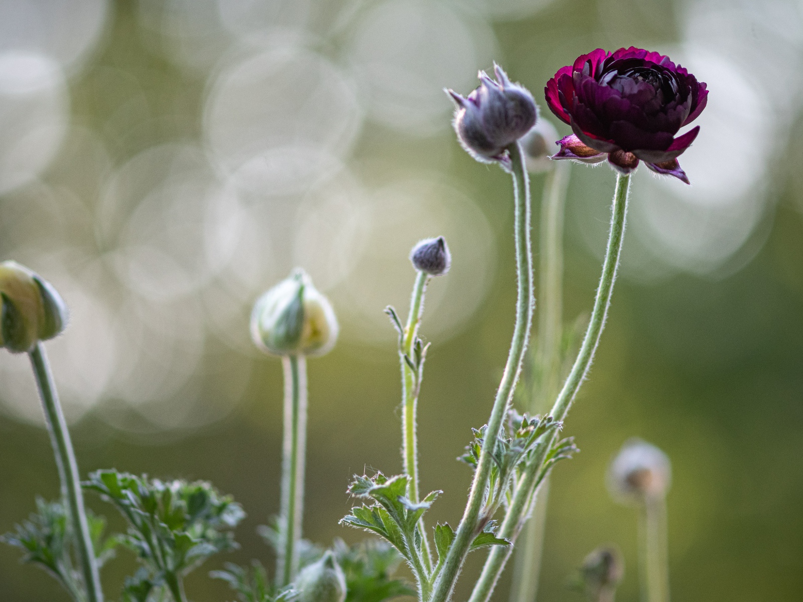 Цветы лютика распускаются на клумбе