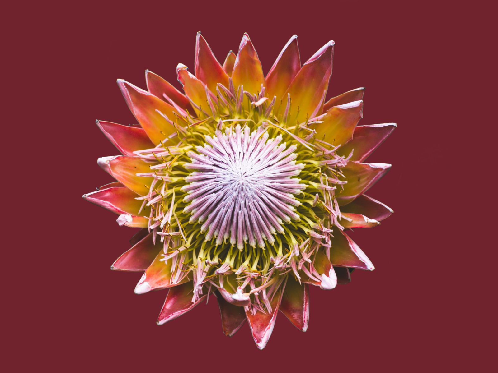 Цветок кактуса на коричневом фоне