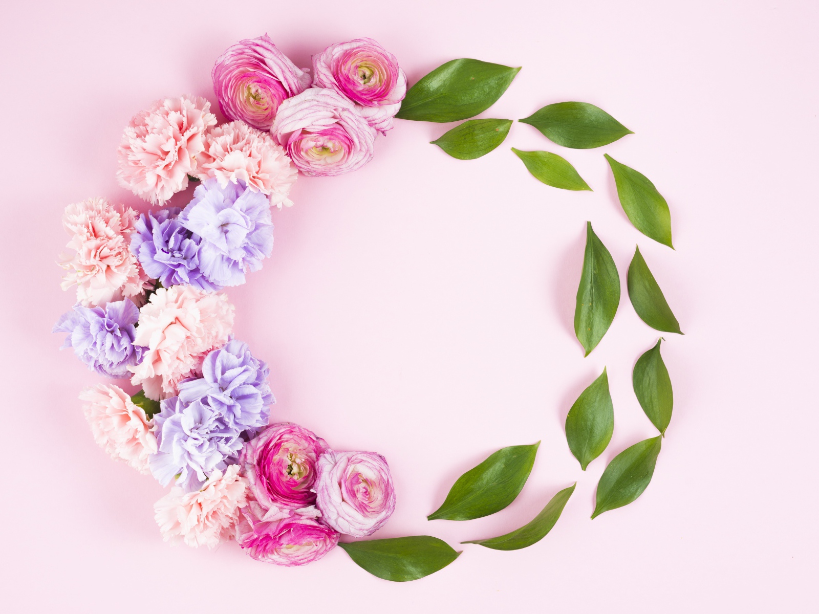 Цветы гвоздики и лютика с зелеными листьями на розовом фоне