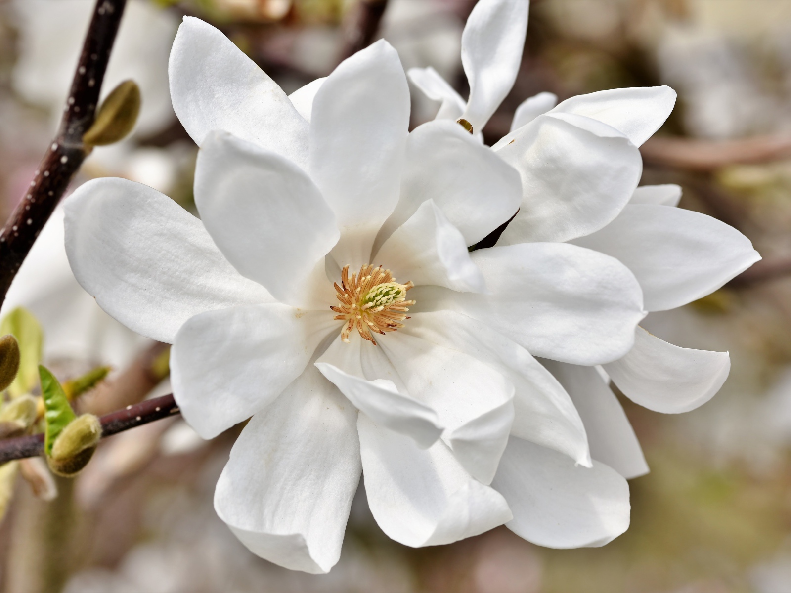 Нежные цветы белой магнолии на ветке