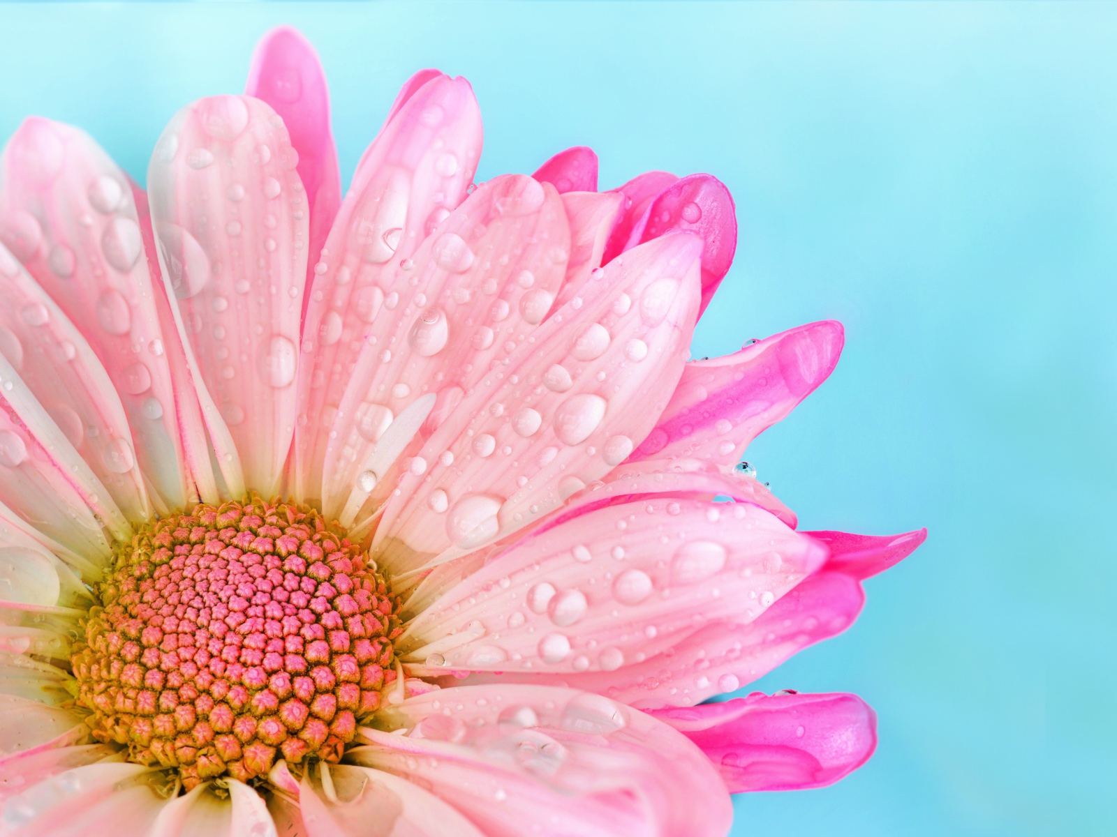 Нежные розовые лепестки герберы в каплях росы на голубом фоне