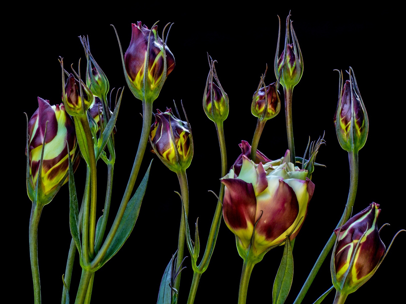 Цветы эустомы распускаются на черном фоне