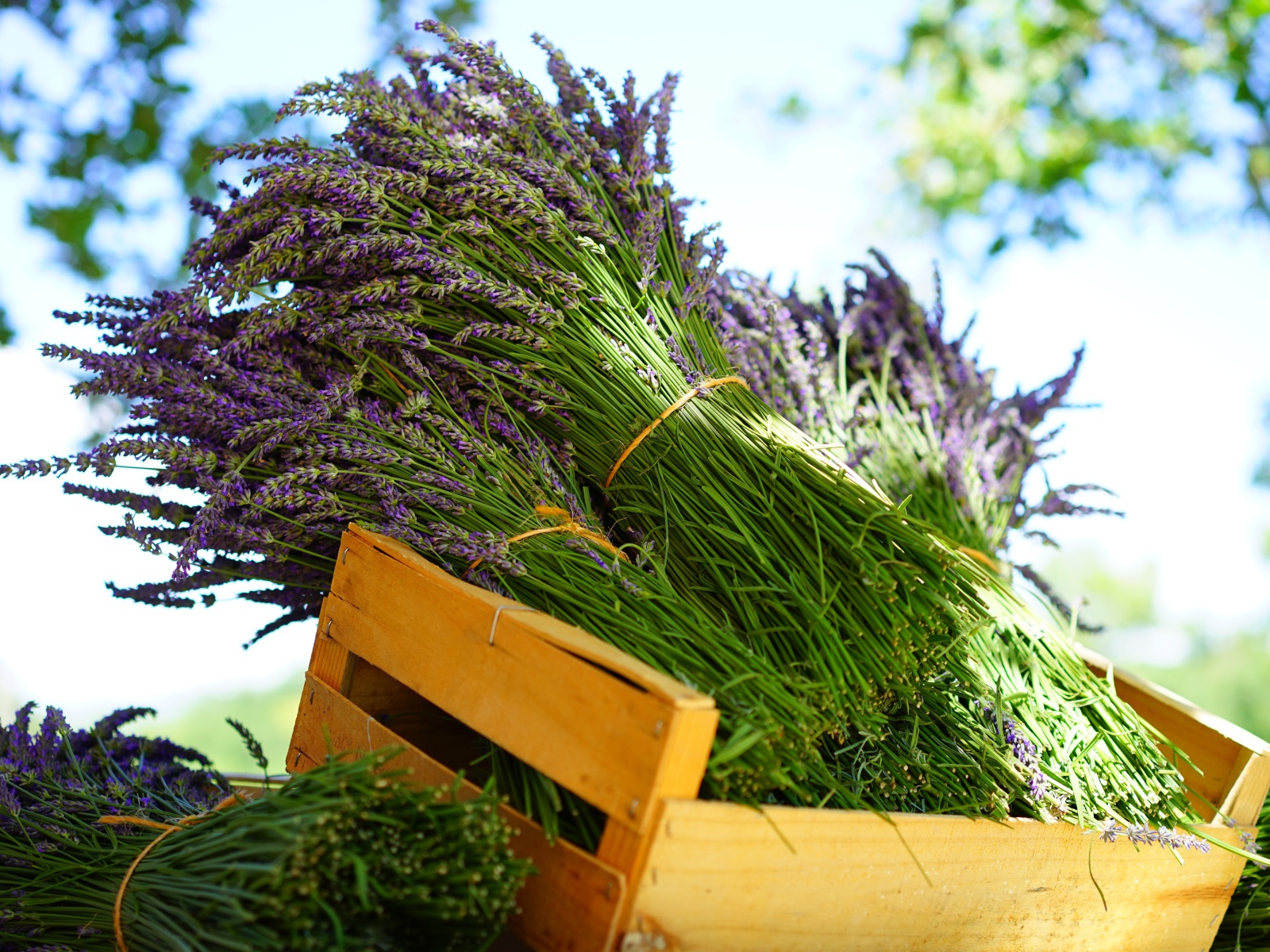 Свежие цветы лаванды в деревянном ящике