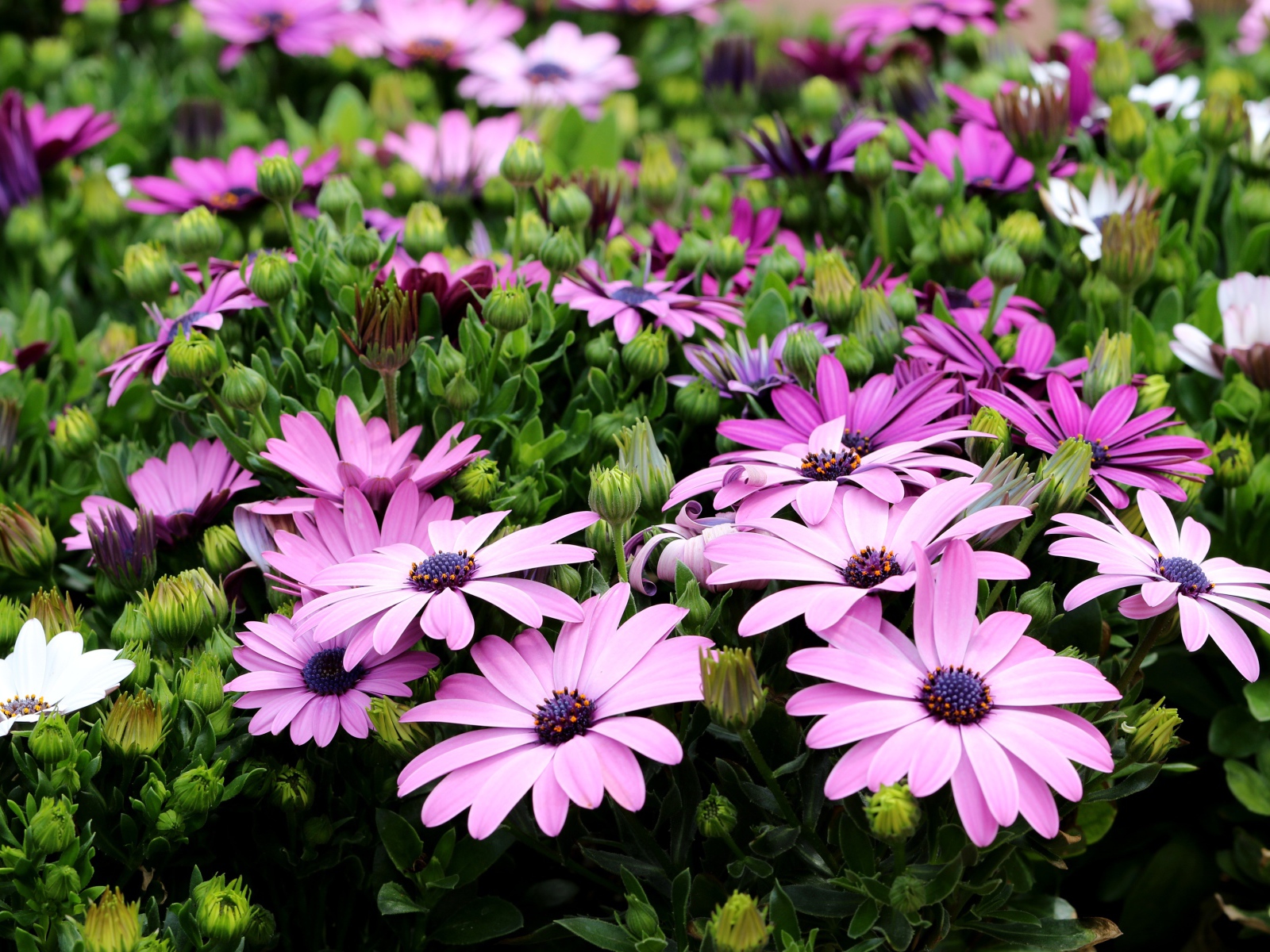 Садовые цветы Остеоспермум с бутонами