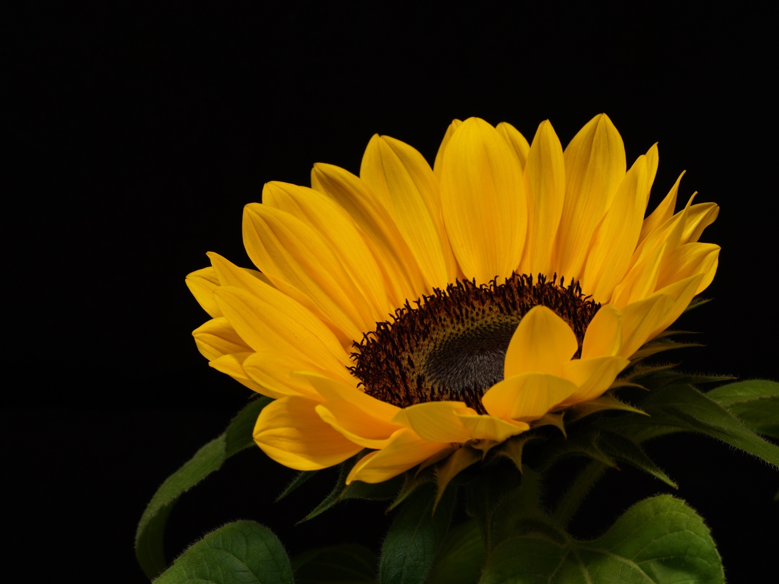 Большой подсолнух с желтыми лепестками на черном фоне