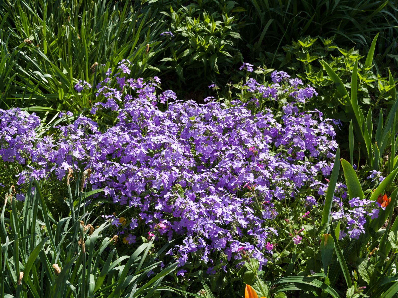 Много фиолетовых мелких цветов в зеленой траве 