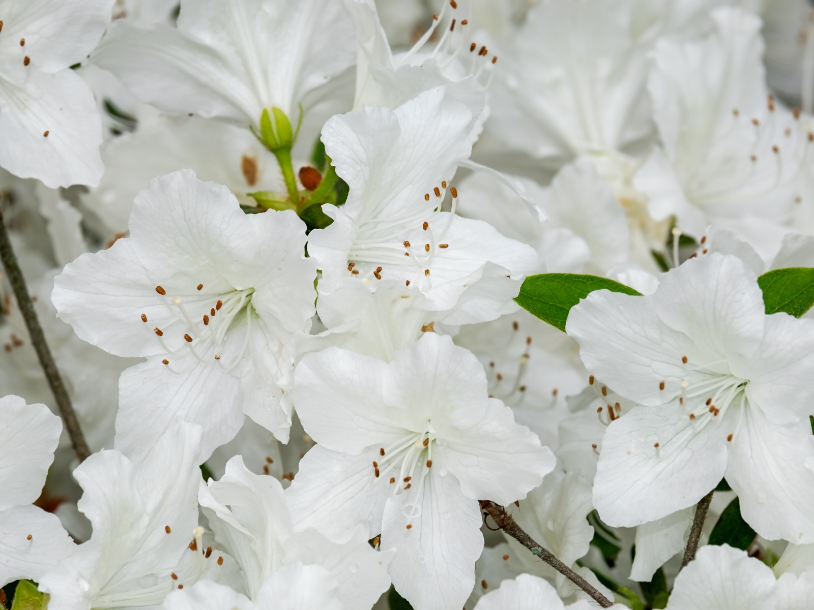 Много белых цветов азалии крупным планом