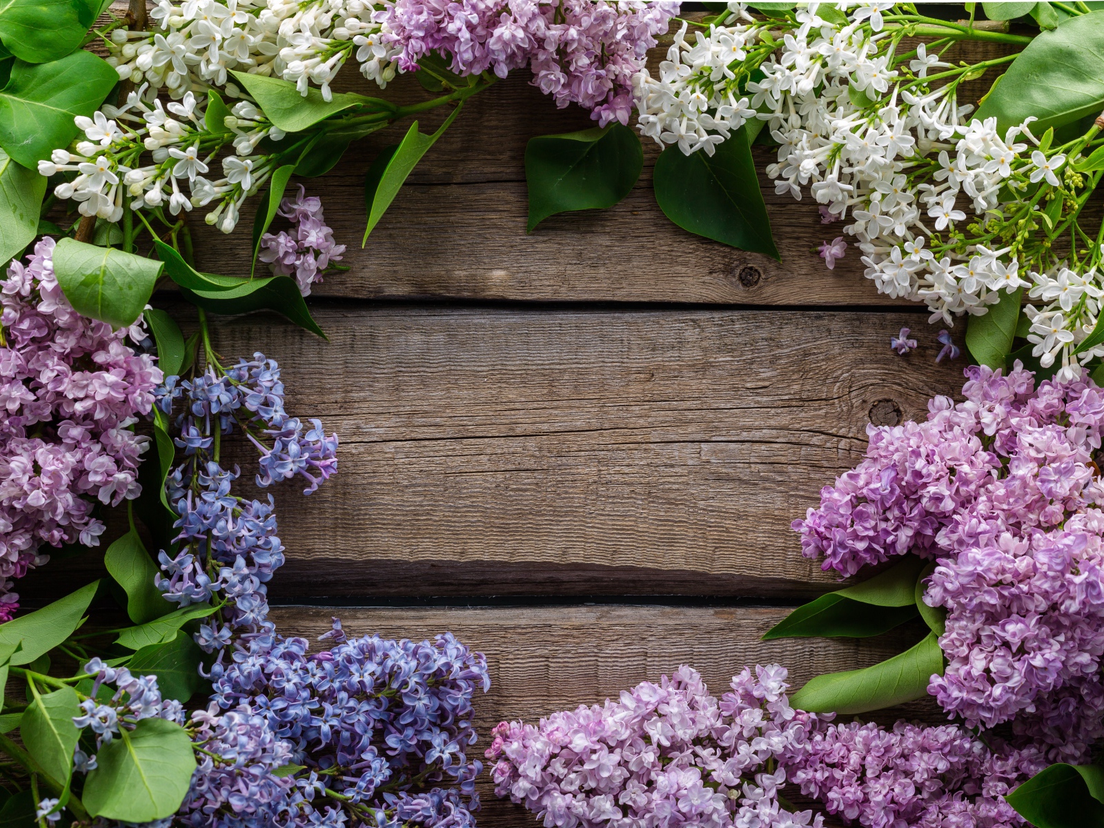Разноцветная сирень на деревянном фоне 