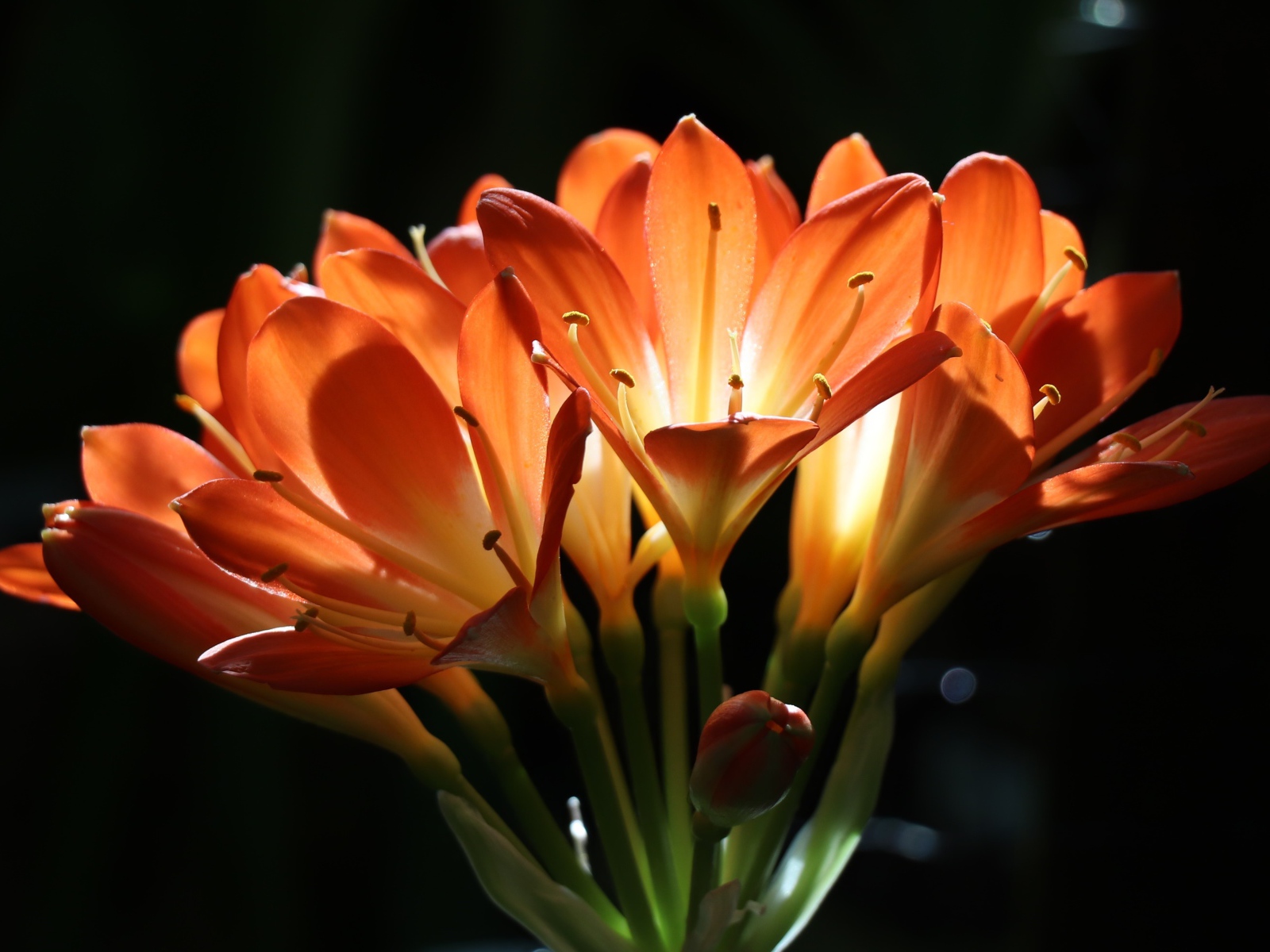 Оранжевые цветы амариллиса на ветке