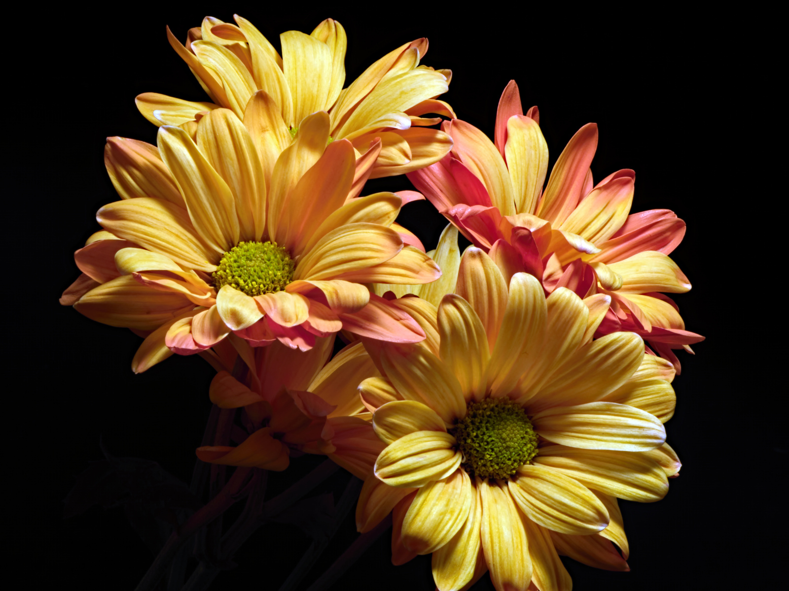 Оранжевые цветы хризантемы на черном фоне