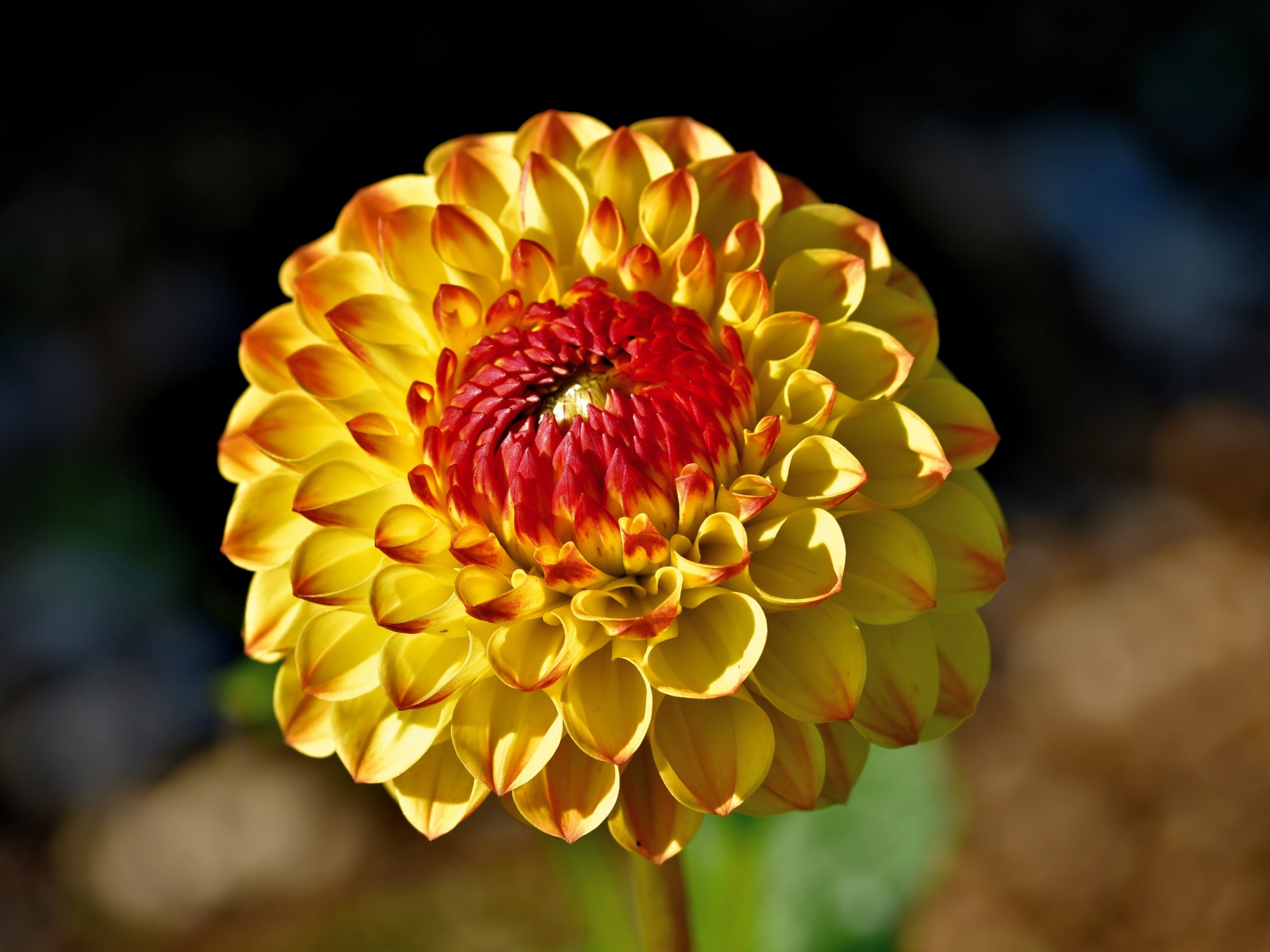 Оранжевый цветок  георгина крупным планом