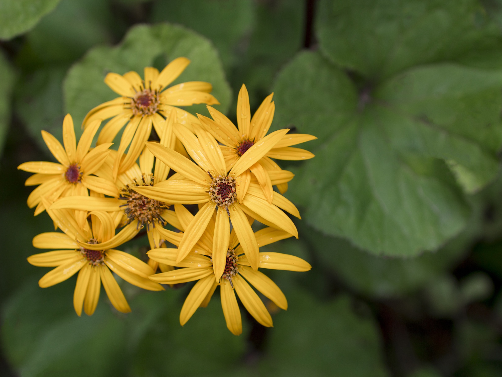 Оранжевые цветы бузульник крупным планом 