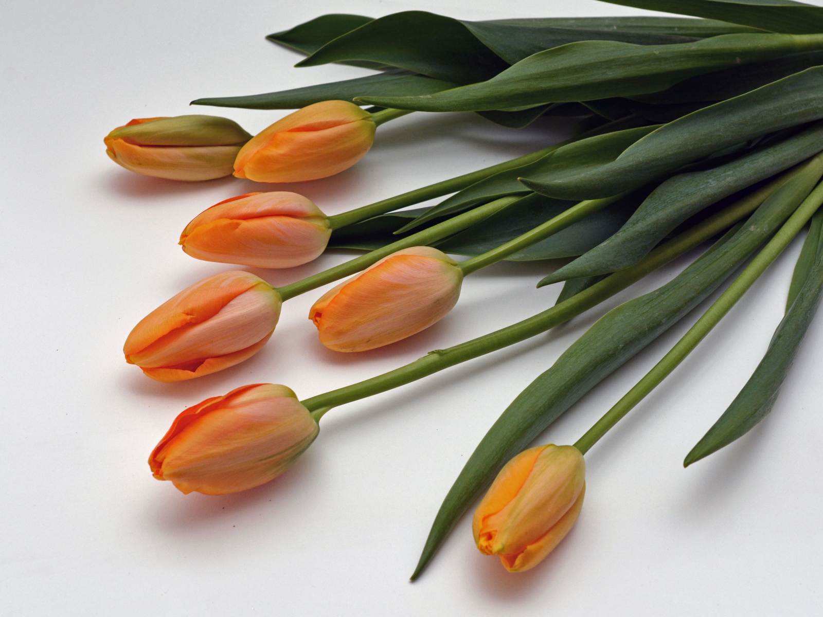 Оранжевые цветы тюльпаны с зелеными листьями на белом фоне