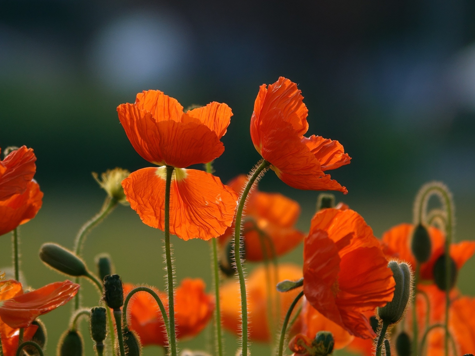 Оранжевые цветы мака с бутонами на поле
