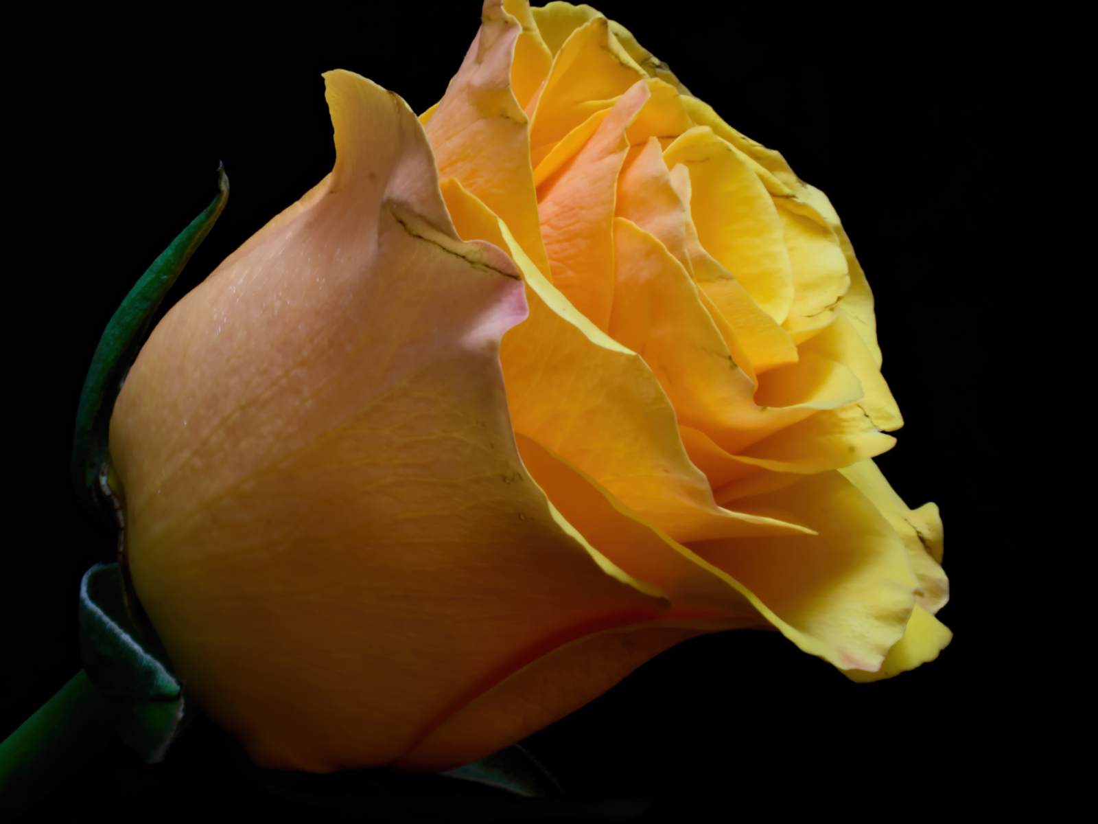 Оранжевый цветок розы на черном фоне