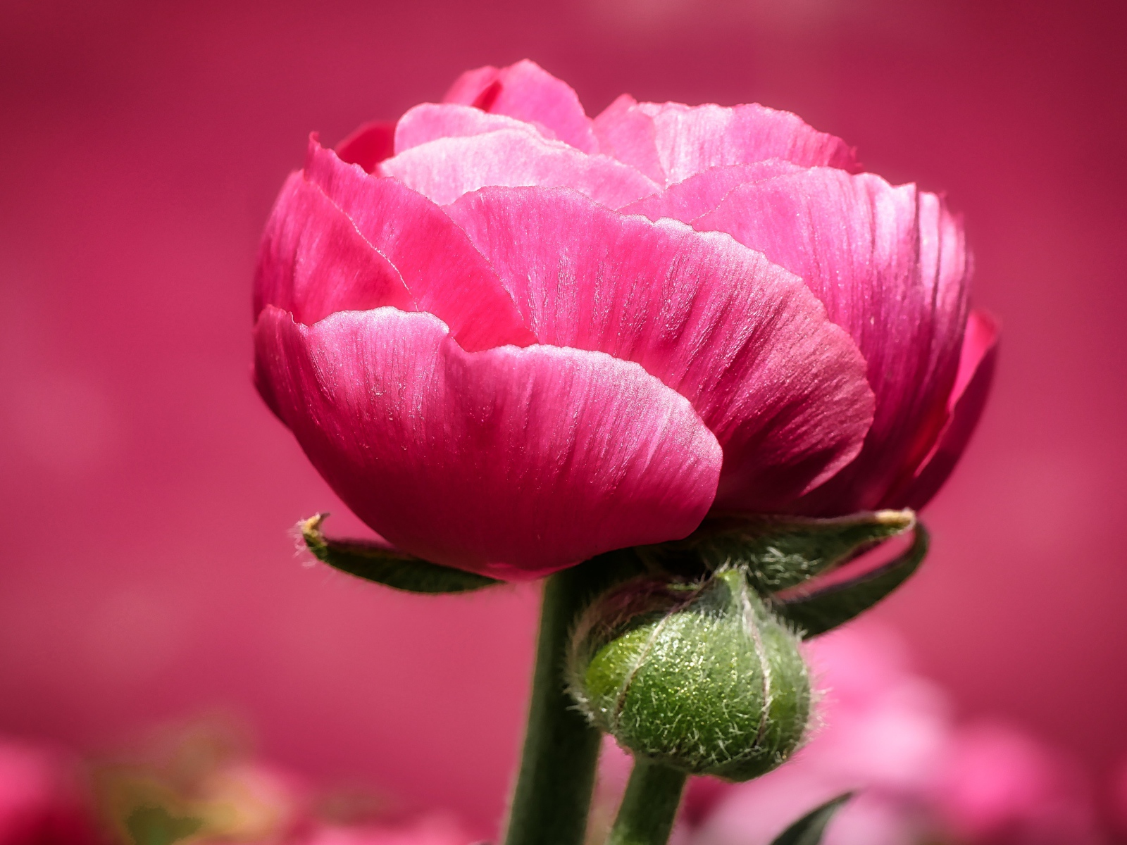 Розовый цветок лютика с бутоном на розовом фоне