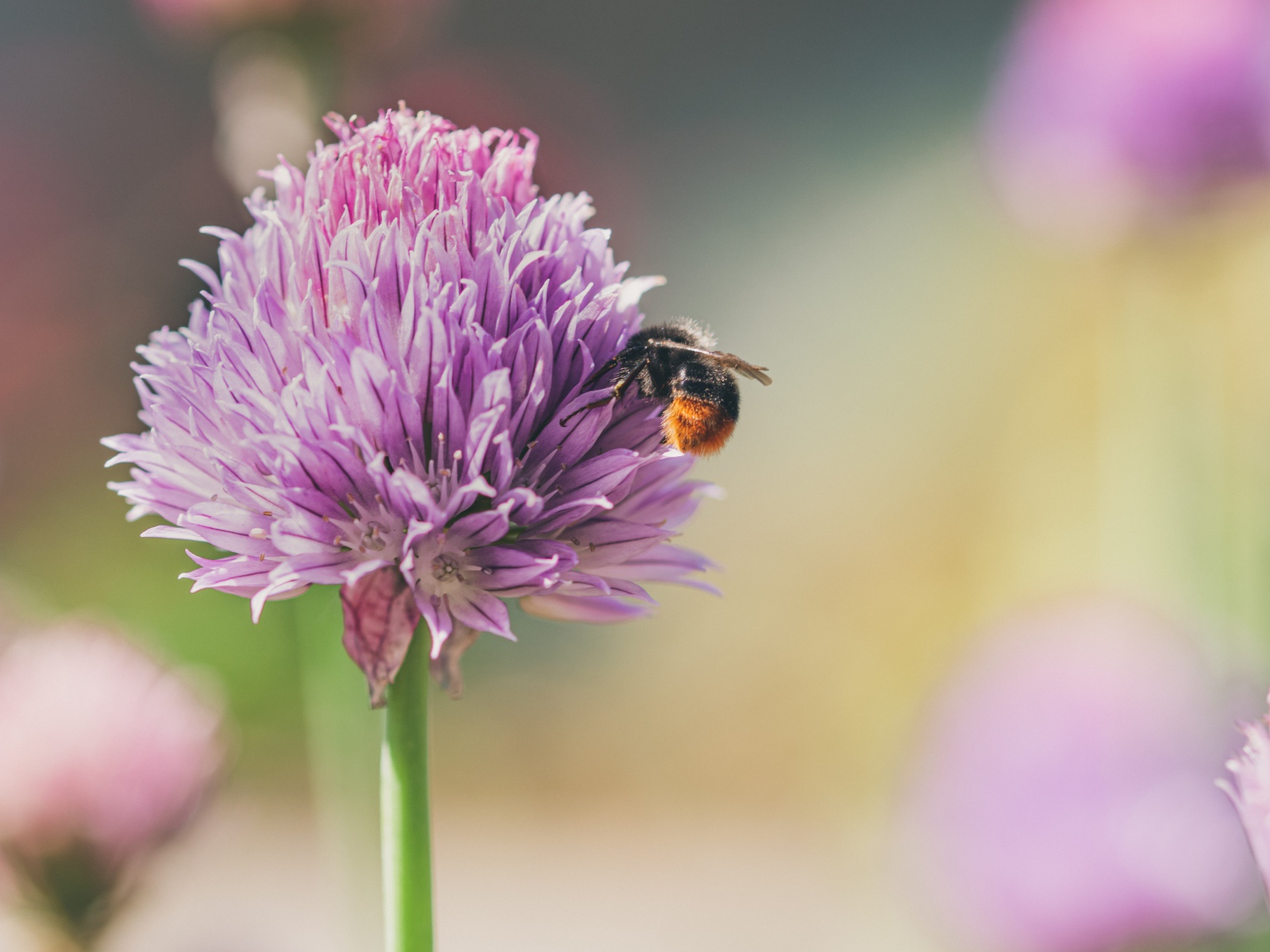 Розовый цветок клевера крупным планом летом