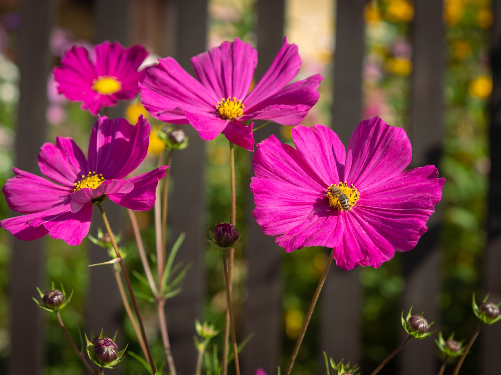 Розовые цветы космеи с бутонами на клумбе