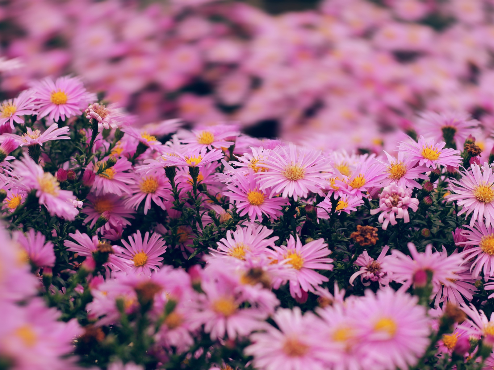 Розовые цветы сентябринка крупным планом 