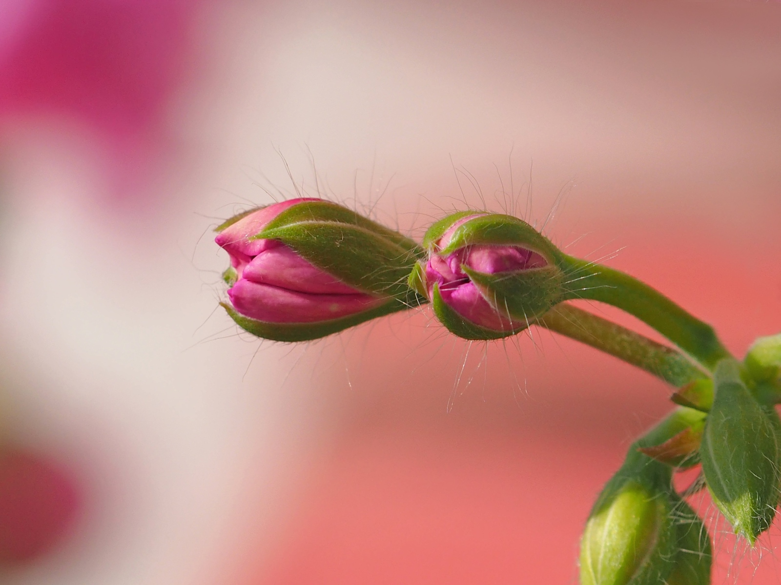Розовый комнатный цветок герани распускается