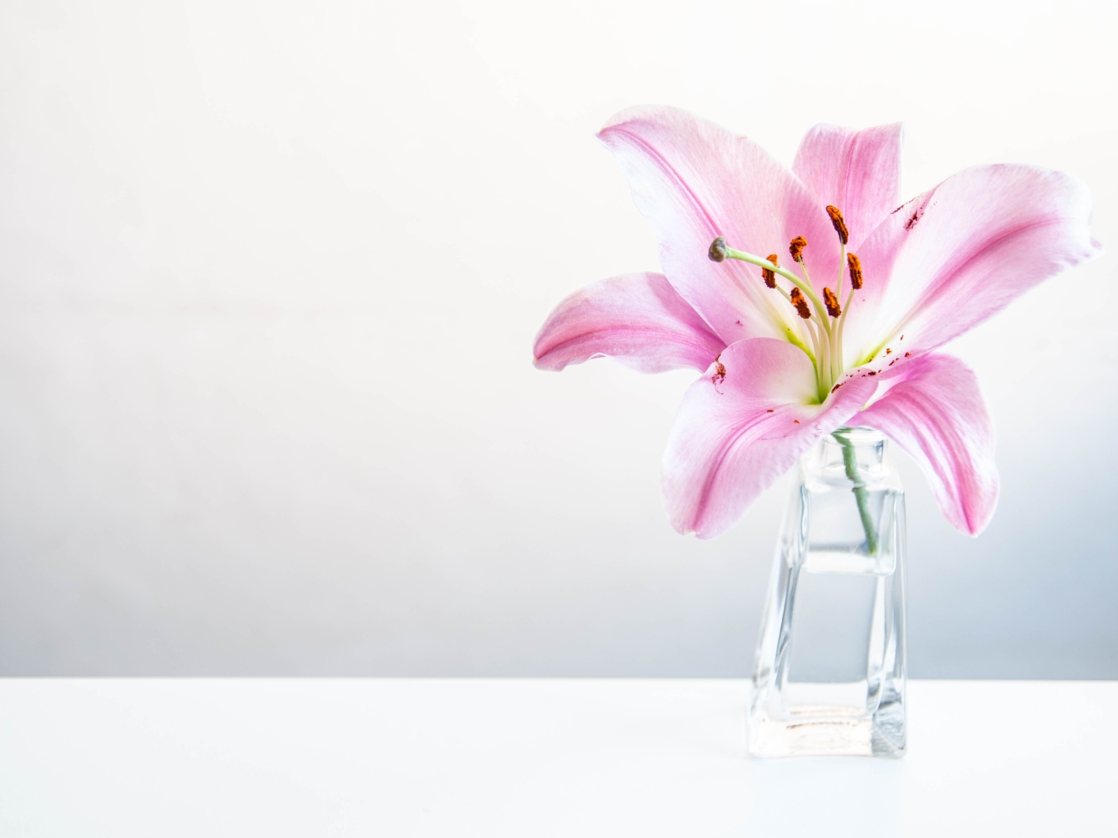 Розовый цветок лилии в вазе на сером фоне